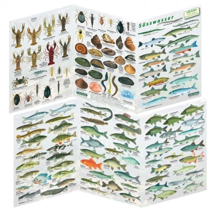 Fischfaltblatt_Suesswasser_Fischbestimmungskarte Fischfaltblatt Süsswasser Fischbestimmungskarte