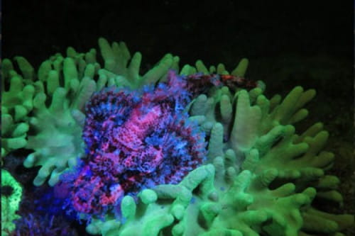 Sea-Dragon-Fluoro-Dual-Beam-Tauchlampe_Bild2 Das Fluoro-Licht aktiviert Unterwasserlebewesen und du kannst sie in einem vollkommen anderen Licht sehen.