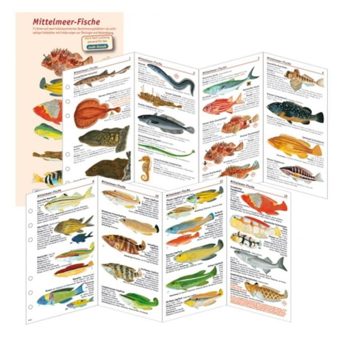 Fischkartenset_Mittelmeer_Fischbestimmung Fischkartenset Mittelmeer Fischbestimmung