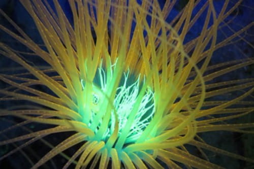 Sea-Dragon-Fluoro-Dual-Beam-Tauchlampe_Bild1  Unterwasserlebewesen und du kannst sie in einem vollkommen anderen Licht sehen.