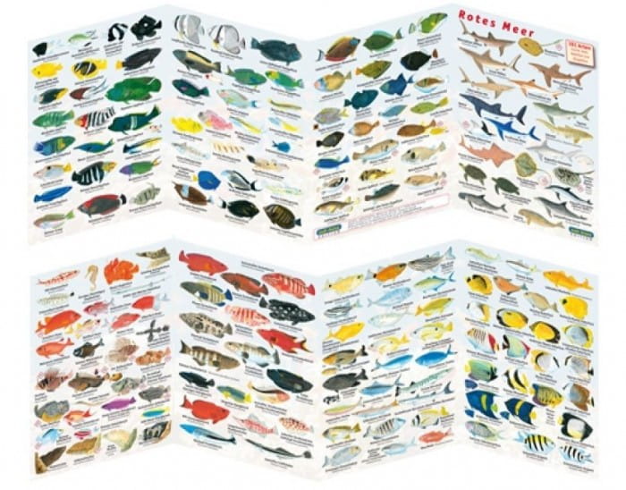 Fischfaltblatt_Rotes_Meer_FischbestimmungskarteP3HELzmVQQdec Fischfaltblatt Rotes Meer Fischbestimmungskarte