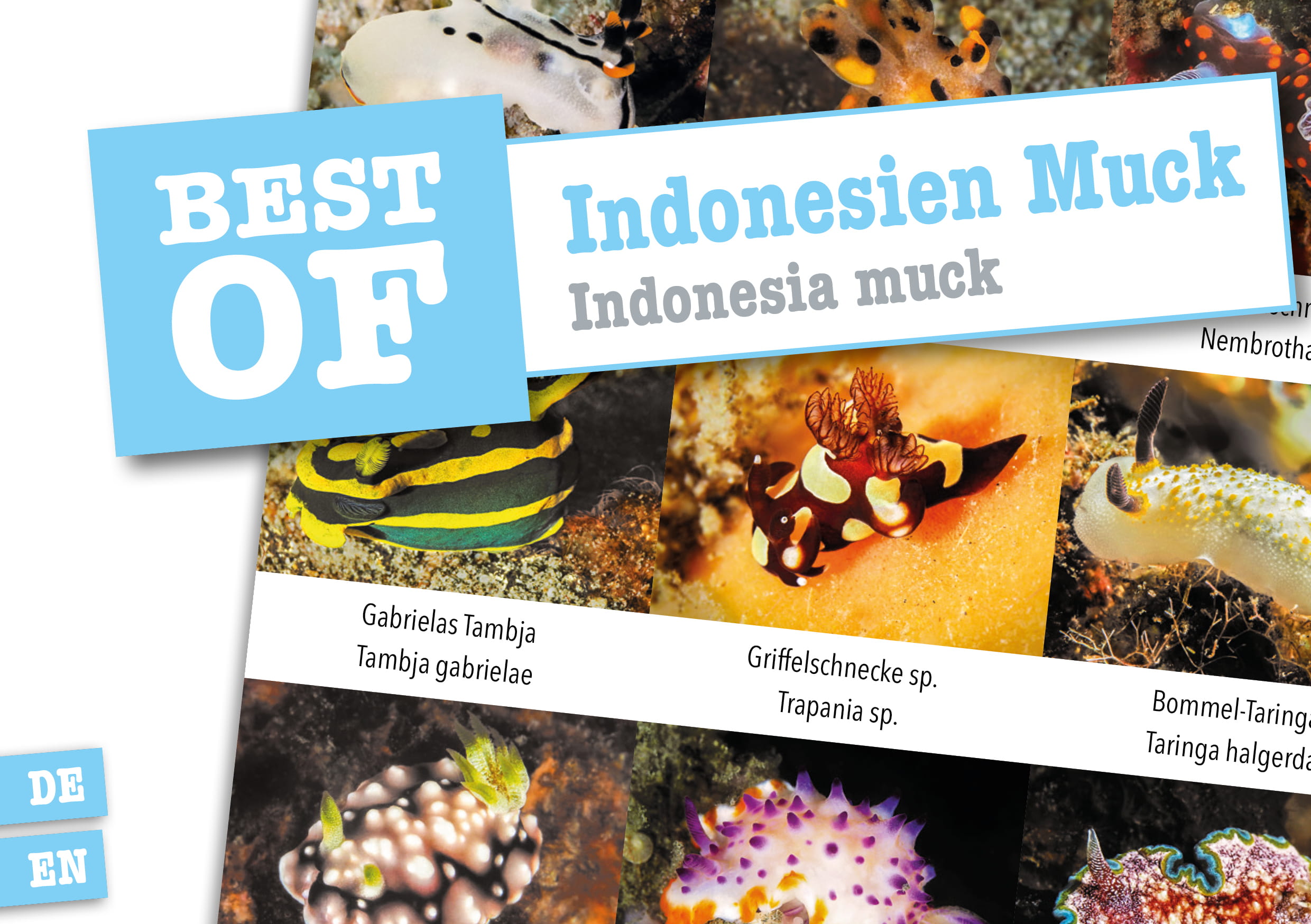 Dive_Sticker_Indonesien_Muck Dive Sticker Indonesien/Muck