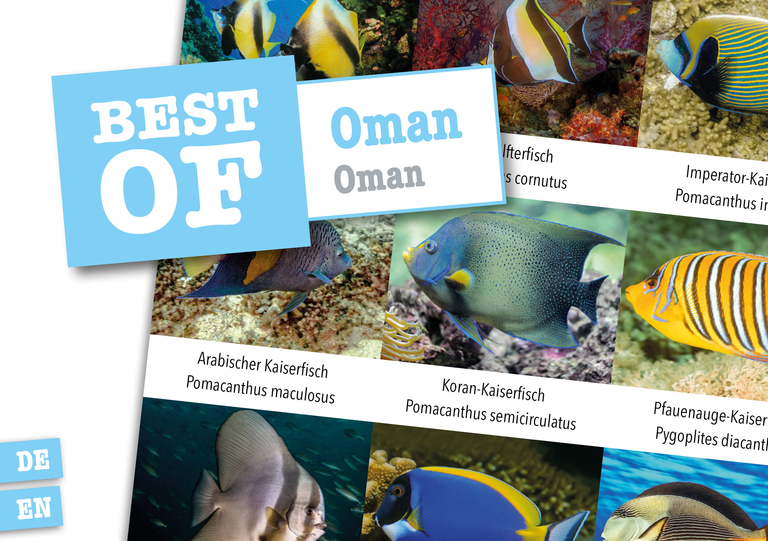 Dive_Sticker_Oman Dive Sticker Oman